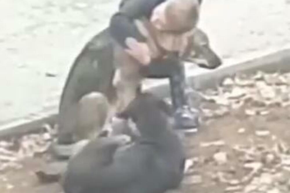 SNIMAK KOJI ĆE VAS NAPROSTO RASTOPITI: Dečak ugledao PSE LUTALICE i uradio NEŠTO VELIČANSTVENO (VIDEO)
