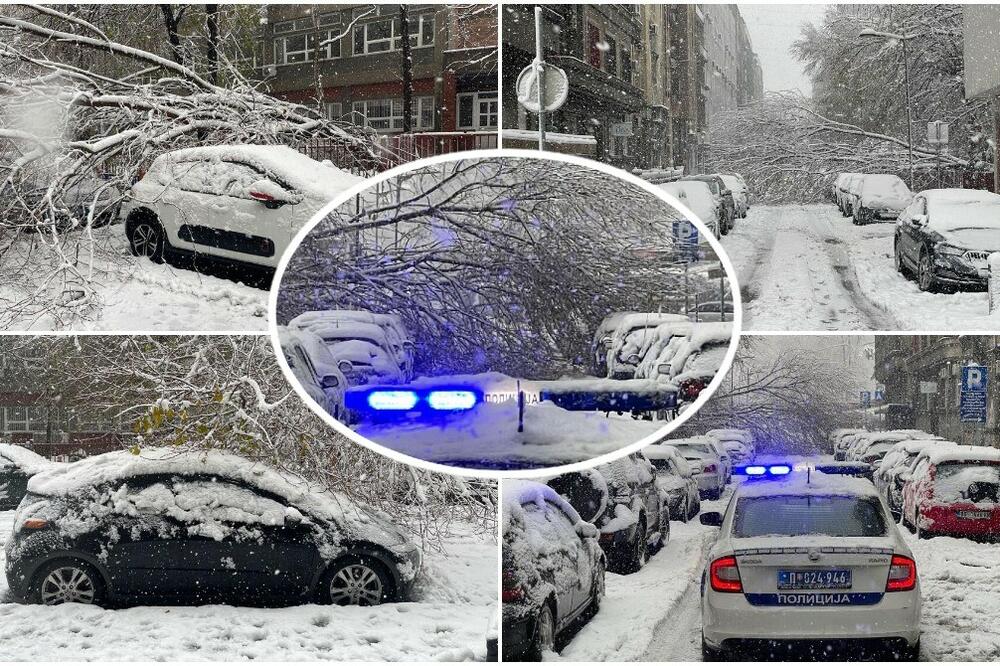 SNEG UNIŠTIO PREKO 300 STABALA U BEOGRADU, PADALA SU KAO "SVEĆE": Samo danas "Zelenilo" ima 500 novih zahteva! FOTO
