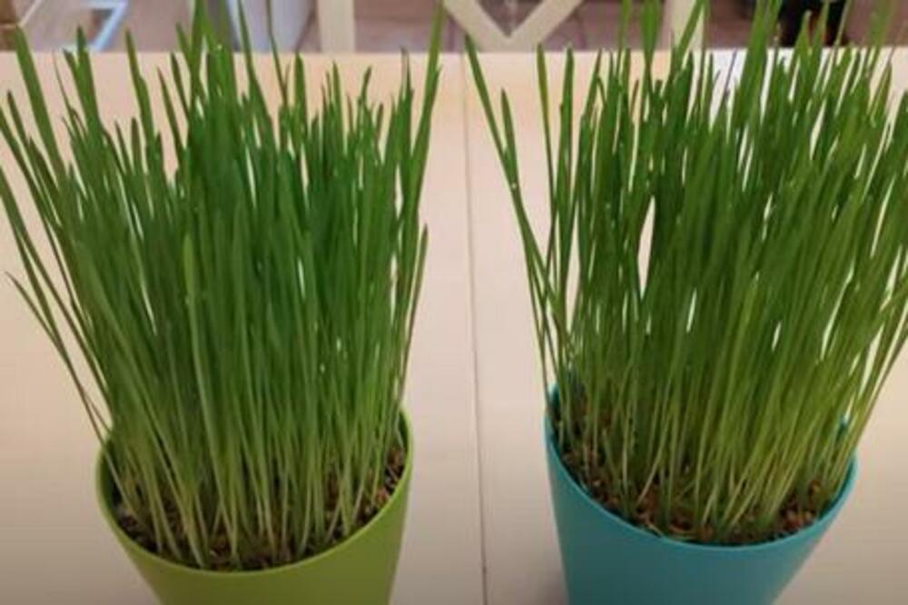 BOŽIĆNA PŠENICA SE SEJE BAŠ DANAS: Ovo morate da ZNATE pre nego što je POSADITE, jedno VEROVANJE JE JAKO BITNO