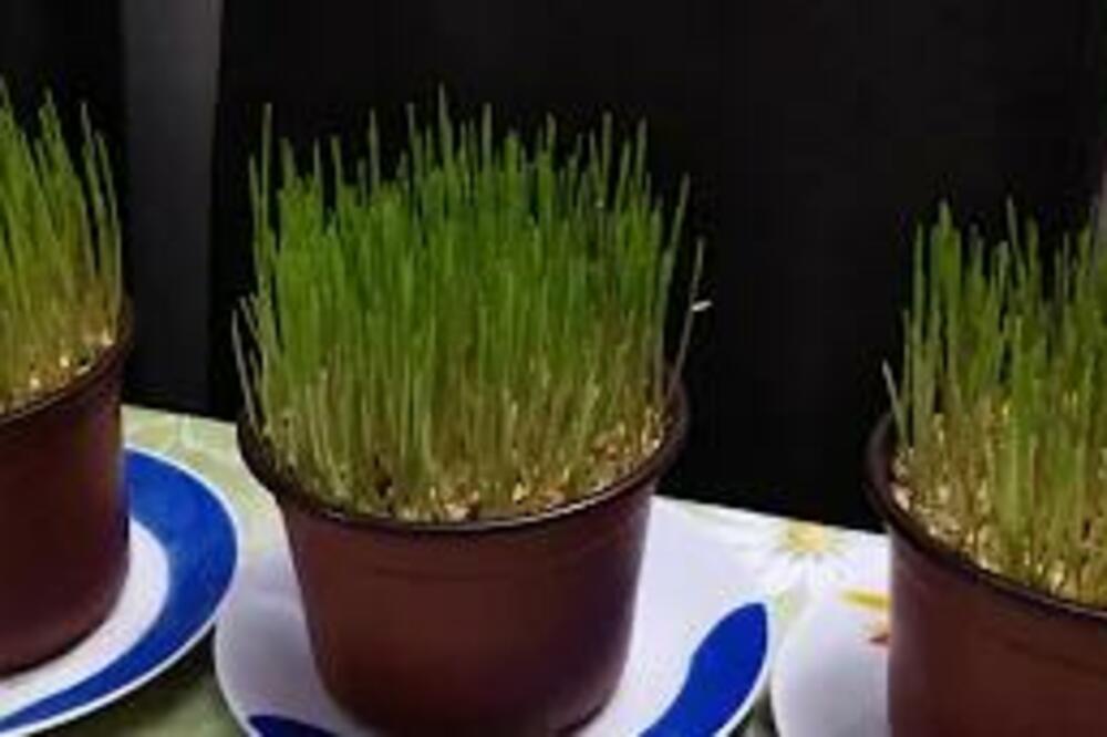 BAŠ DANAS BI TREBALO POSEJATI BOŽIĆNU PŠENICU: Ako ne stignete, OVO JE DRUGI DATUM!