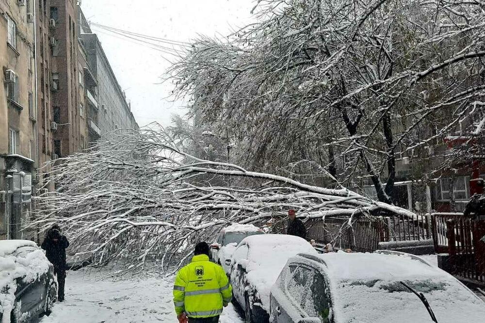 KOME DA SE ŽALITE UKOLIKO VAM DRVO OŠTETI AUTO? Štetu naplaćujete za 2 nedelje, ali postoje 2 CAKE!