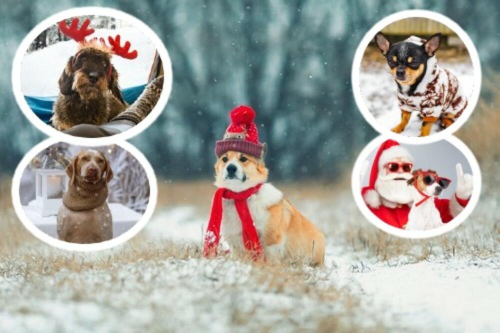 UKOLIKO IZVODITE PSA U ŠETNJU PO SNEGU, OVO MORATE DA ZNATE! Ovde vreba VELIKA OPASNOST (FOTO)