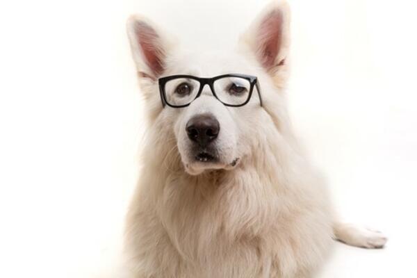 PAS URADI ODMAH JEDNU STVAR KADA OSETI LOŠEG ČOVEKA: Momentalno ćete znati kakva je ko osoba