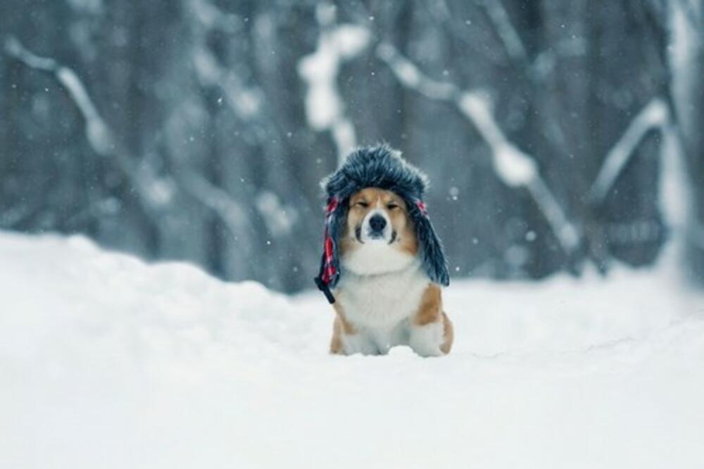 EVO KAKO DA ZAŠTITITE ŠAPICE VAŠEM PSU! Njuškice će vam biti ZAHVALNE (FOTO)