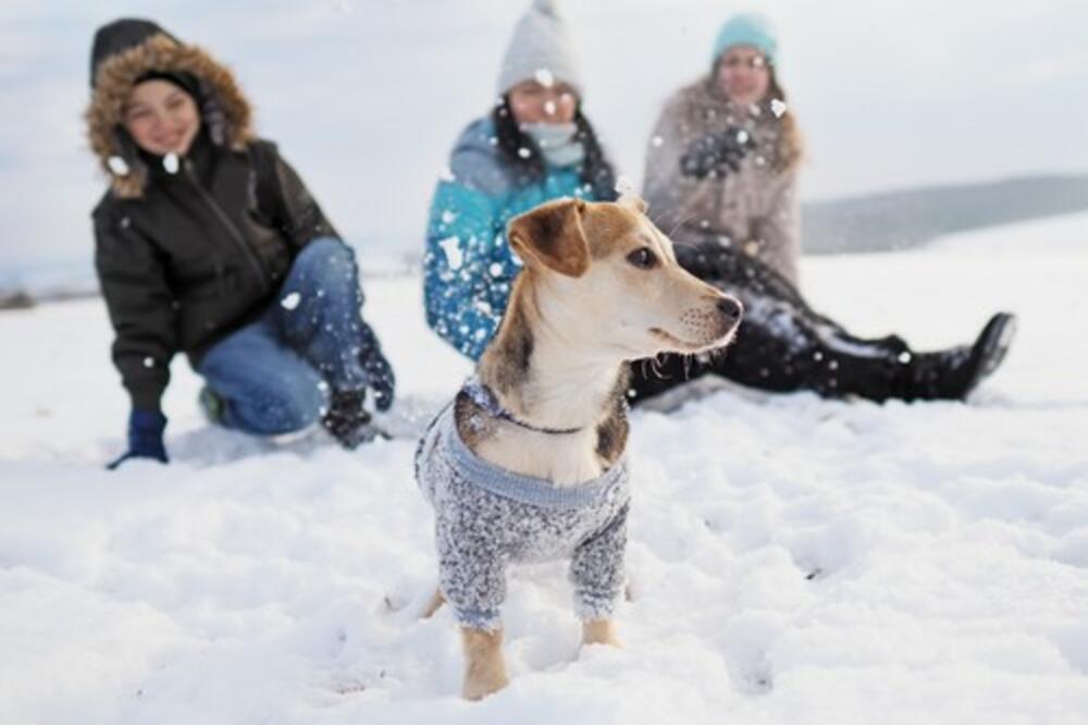 5 STVARI KOJE MORATE DA ZNATE O SVOM PSU: Proverite da li je SREĆAN
