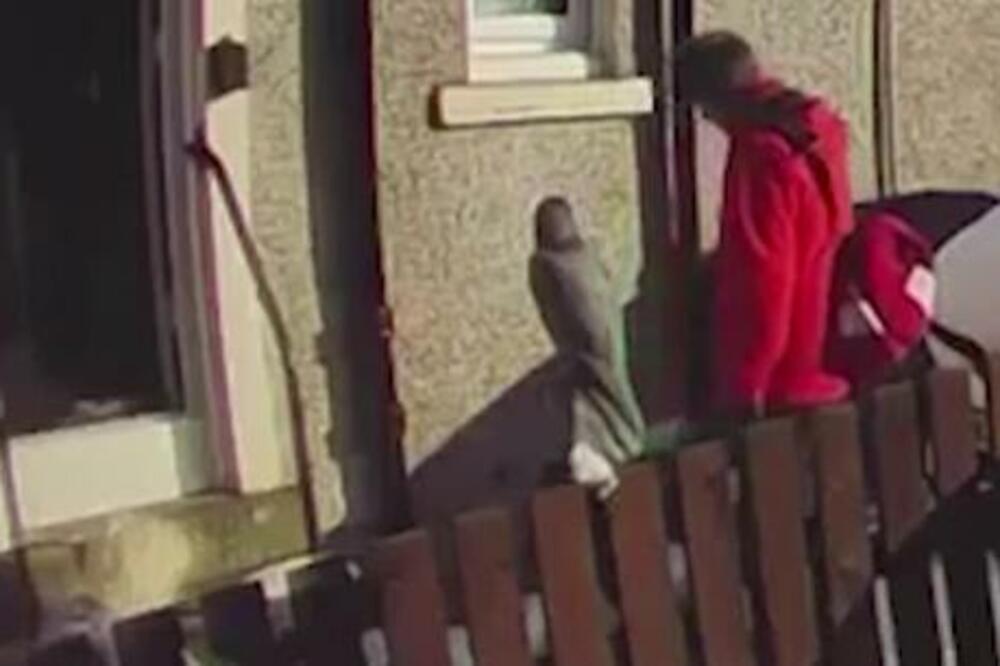 POŠTARI USNIMLJENI KAKO RADE SRAMNU STVAR: Ovo samo može DROGIRAN ČOVEK! (VIDEO)