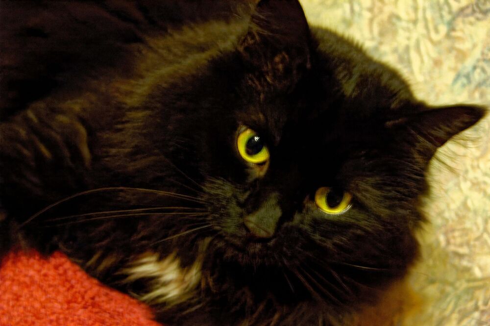 Mačka, Crna mačka, Maca, Crna maca