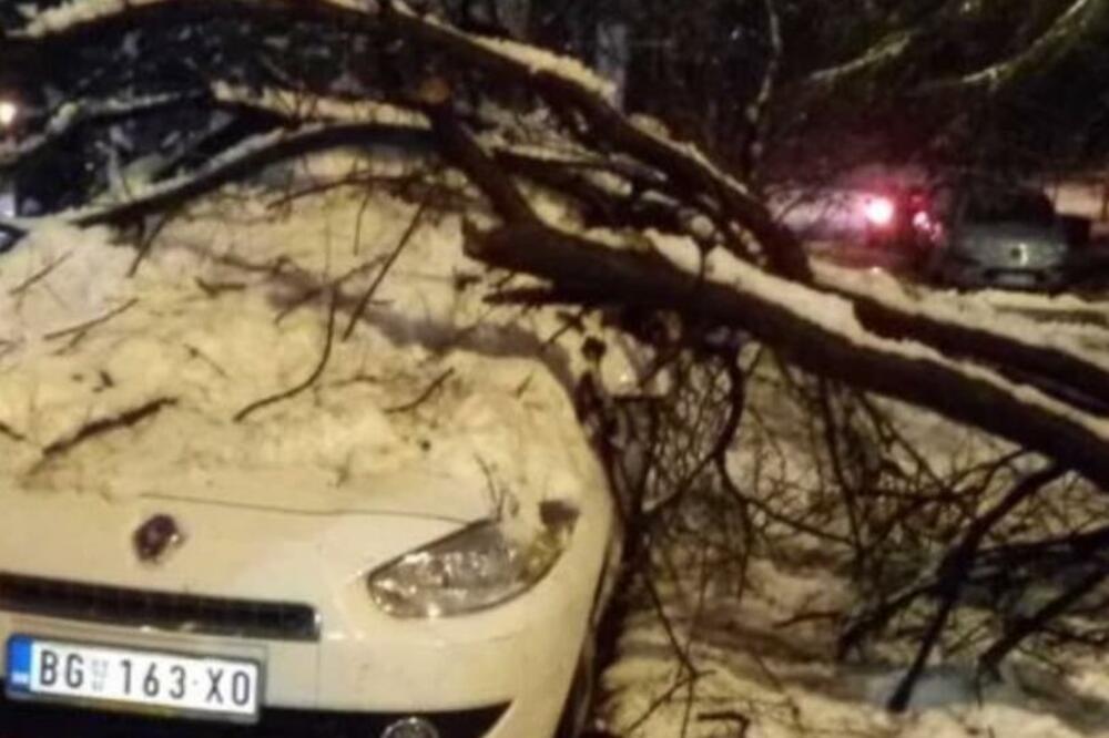 SNEG OBORIO JOŠ JEDNO DRVO! Potpuno smrskao AUTOMOBIL na VRAČARU! (FOTO)