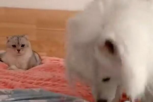 MAČKA ODREAGOVALA KAO ČOVEK! Pas se zabavljao, a ona je uradila ČUDNU STVAR (VIDEO)