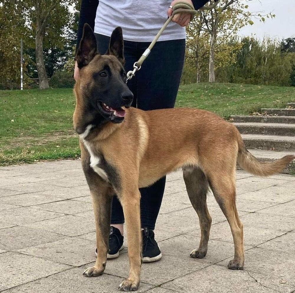 Ares, Pas, Psi, Malino