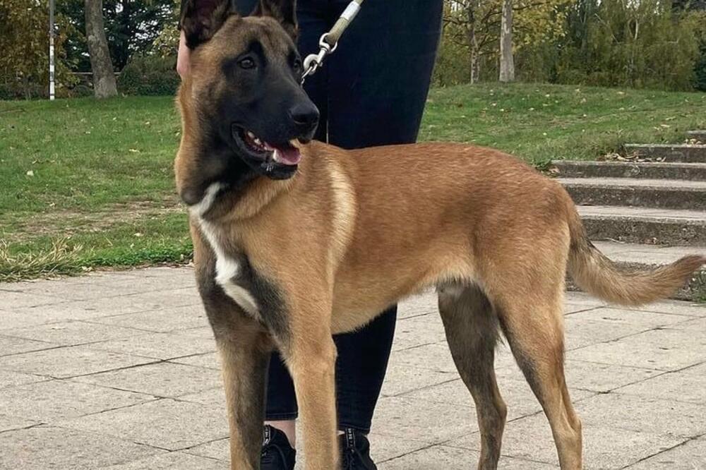 Ministarstvo odbrane prodaje „suvišne i rashodovane službene pse“: Cene od 400 do 3.000 dinara!