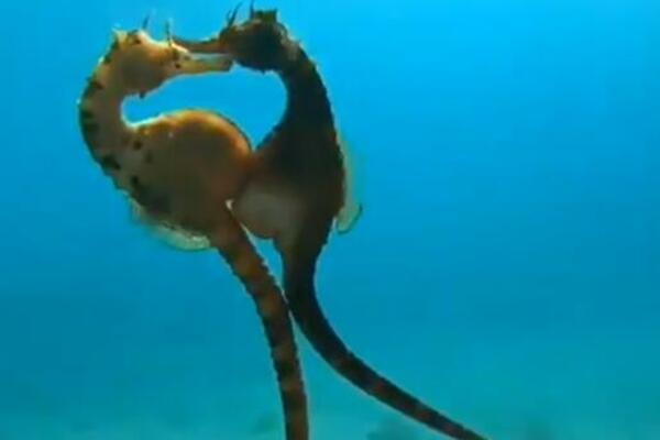 PRAVA LJUBAV ILI PUKO RAZMNOŽAVANJE? Mnogi se pitaju o čemu se OVDE RADI! (VIDEO)