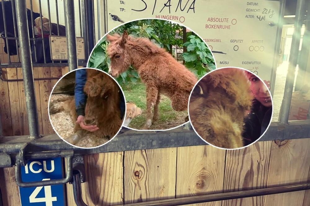 UGINULA STANA, BEBA MAGARE! Iz Azila saopštili NAJTUŽNIJE MOGUĆE VESTI, niko nije očekivao OVAKAV KRAJ! (FOTO)