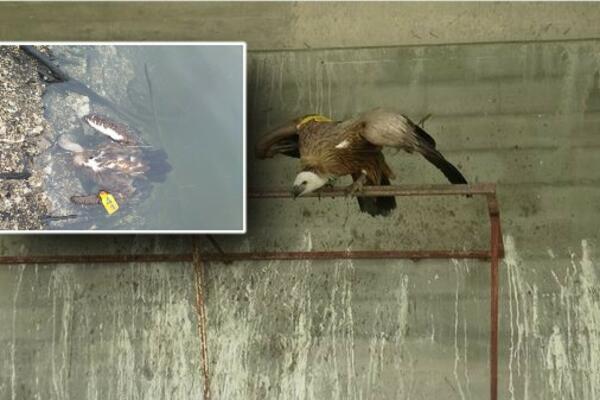 UGINULA VASILIJA, ŽENKA BELOGLAVOG SUPA KOJA JE LUTALA PO PEŠTERU: Njena sudbina je bila tragična (FOTO)