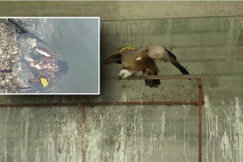 UGINULA VASILIJA, ŽENKA BELOGLAVOG SUPA KOJA JE LUTALA PO PEŠTERU: Njena sudbina je bila tragična (FOTO)