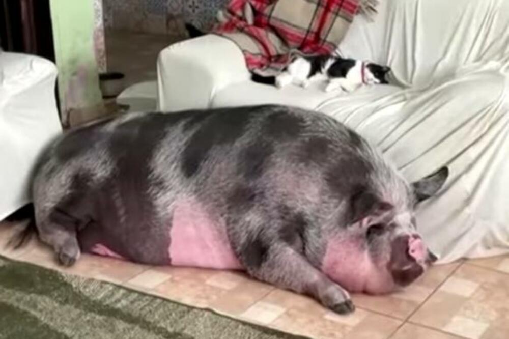 "LJUDI KAŽU DA SAM LUDA": Mislila da je Lilica mini-prase, a ona izrasla u KRMAČU od 250 KG! (VIDEO)