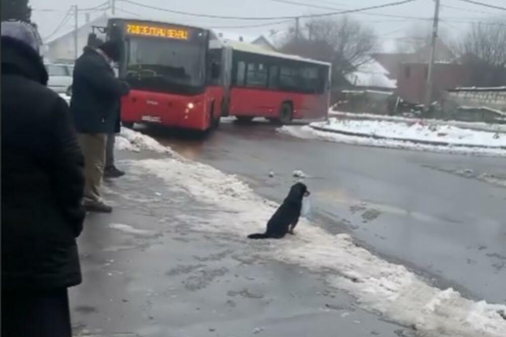 ISTOVREMENO NAJTUŽNIJI I NAJSLAĐI PRIZOR OVE GODINE SNIMLJEN U BATAJNICI: Svi su gledali u PRESLATKU KUCU! (VIDEO)