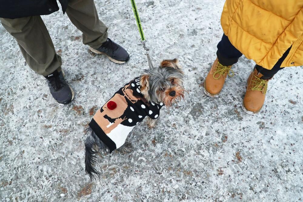 DA LI JE PAMETNO PSIĆE IZVODITI U DUGE ŠETNJE PO SNEGU? So i pesak su OPASNI obavezno uradite OVO kada uđete u KUĆU