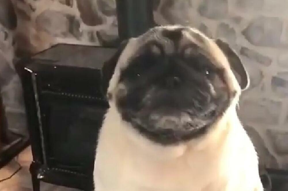 OBESMISLIO JE POLA ESTRADE: Preslatki PSIĆ peva kao SLAVUJ, a njegova FACA će vas NASMEJATI do SUZA (VIDEO)