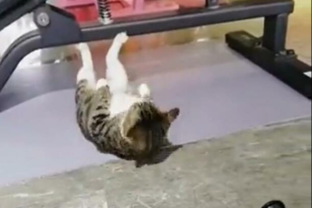 MAČKA UŠETALA U TERETANU I POČELA DA RADI SKLEKOVE? Ako mislite da je nemoguće, ovo morate da vidite !(VIDEO)