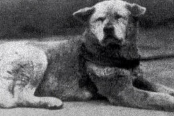 HAČIKO-SIMBOL PRAVE VERNOSTI! Ovako je izgledao PAS koji je čekao svog pokojnog vlasnika 9 godina! (FOTO)