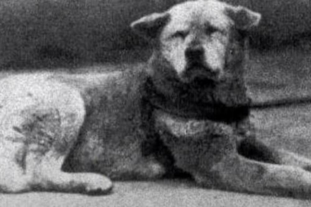 HAČIKO-SIMBOL PRAVE VERNOSTI! Ovako je izgledao PAS koji je čekao svog pokojnog vlasnika 9 godina! (FOTO)