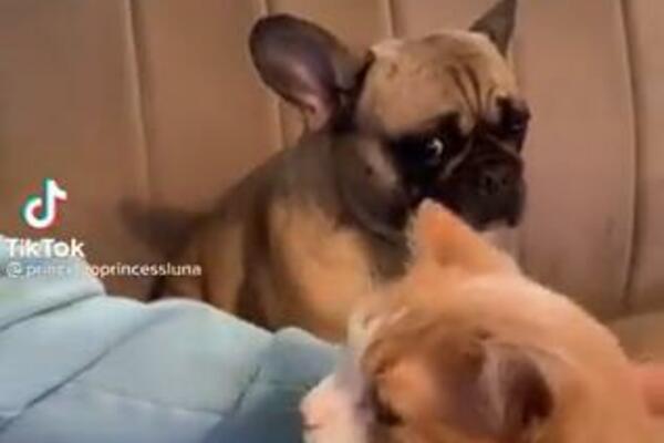 SRCE ĆE VAM PREPUĆI KAD VIDITE ZAŠTO JE TUŽAN OVAJ PAS! Želeo je 1 STVAR od vlasnika, ali to je dobila MAČKA! VIDEO