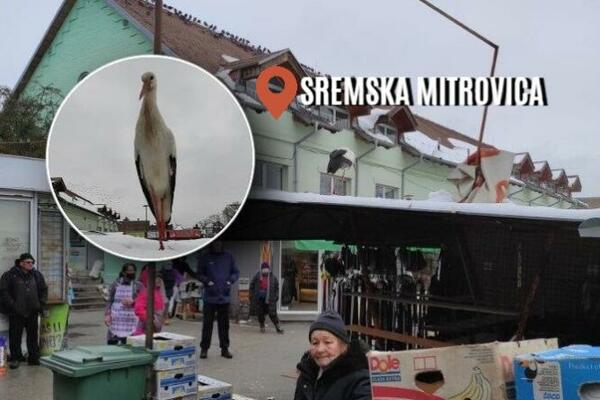 IZGLEDA DA JE ĐURA ODLUČIO DA OSTANE U SREMU: Ova roda na pijacu dolazi svakodnevno, ima i OMILJENO MESTO! (FOTO)