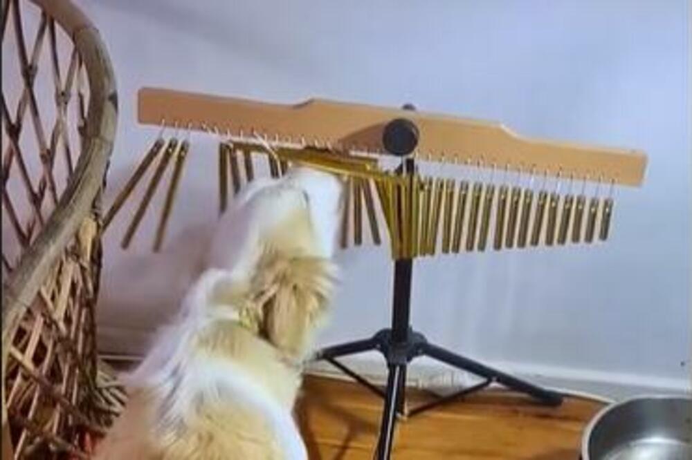 I PSI IMAJU HOBIJE: Pogledajte šta zna OVA preslatka KUCA! (VIDEO)