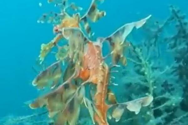 LJUDI, ŠTA JE OVO? Izgleda kao morski konjić, ali on to nije, da li je ovo NAJČUDNIJA ŽIVOTINJA IKADA? (VIDEO)