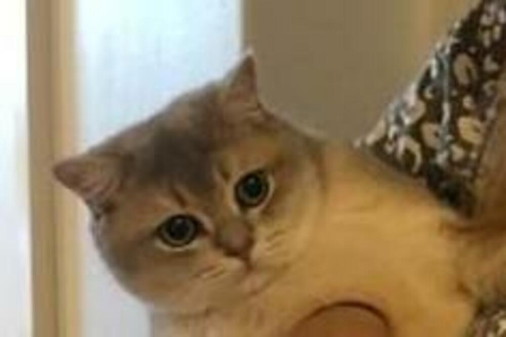 KAKO JE OVO MOGUĆE? Fotografija mačke IZLUDELA internet, ljudi ne veruju svojim OČIMA! (FOTO)