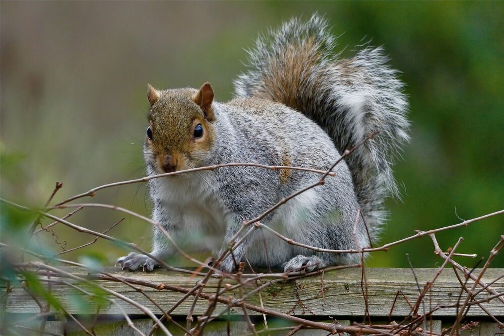 Zamislite da vi za ljubimca imate vevericu?