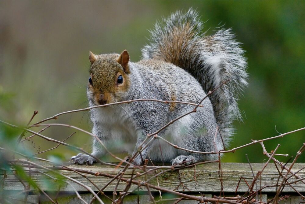 Zamislite da vi za ljubimca imate vevericu?