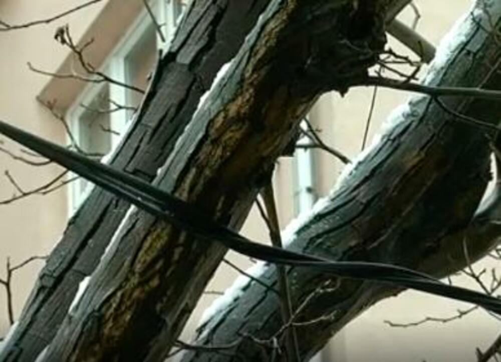 Grane, Gradsko Zelenilo