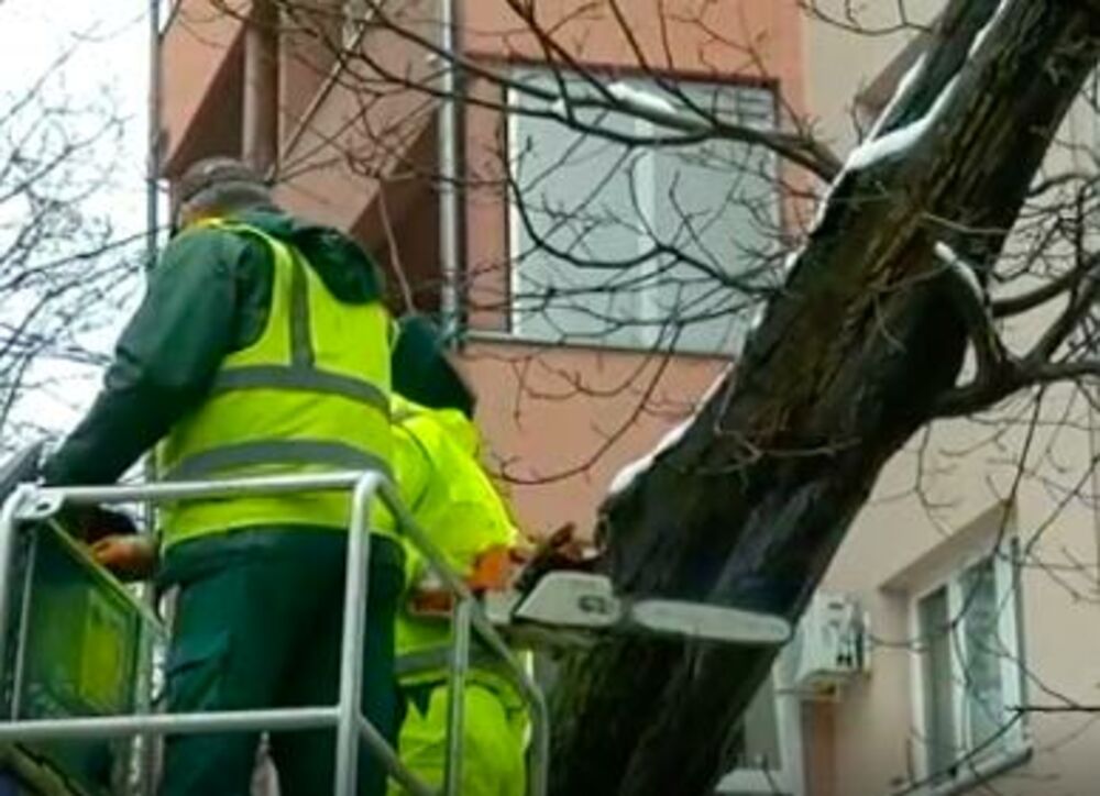 Grane, Gradsko Zelenilo