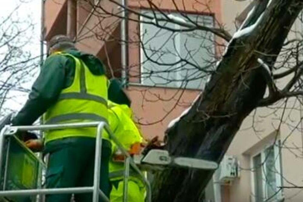 DA LI JE SEČA DRVEĆA UZ KABLOVE REŠENJE? Šta može da se preduzme da bi se dalekovodi zaštitili