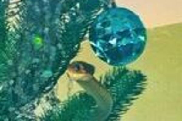 KOLIKA JE! Zapetljala se oko JELKE I NE PUŠTA, kad bi vas ugrizla UMRLI BI NA MESTU:Oni su se pukom srećom izvukli