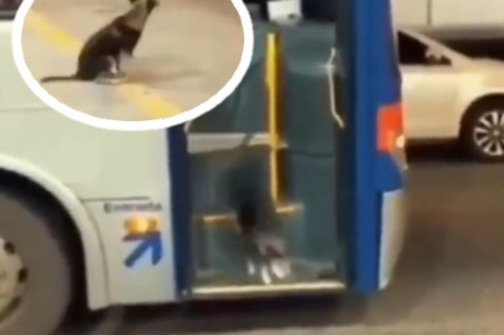 SNIMAK KOJI JE ODUŠEVIO SVET! Pas ušao u autobus i uradio nešto NEVEROVATNO, kako je samo MUDAR (VIDEO)
