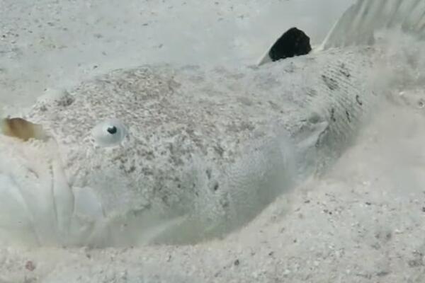 ŠOK NA DNU MORA! Retka ZVERKA snimljena u vodi, a evo zašto je niko ne PRIMEĆUJE (VIDEO)