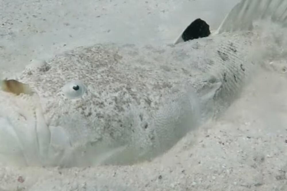 ŠOK NA DNU MORA! Retka ZVERKA snimljena u vodi, a evo zašto je niko ne PRIMEĆUJE (VIDEO)