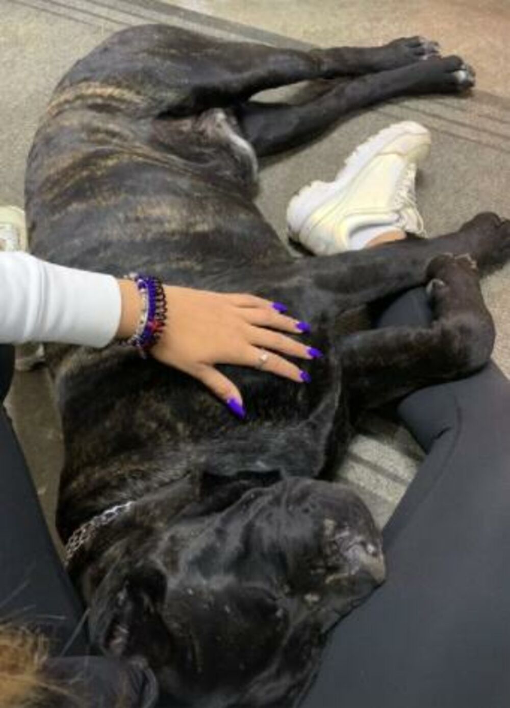 Ljubica Peković, Ares