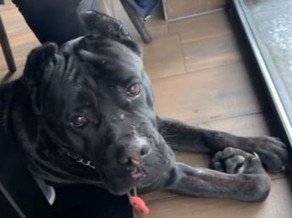 Ljubica Peković, Ares