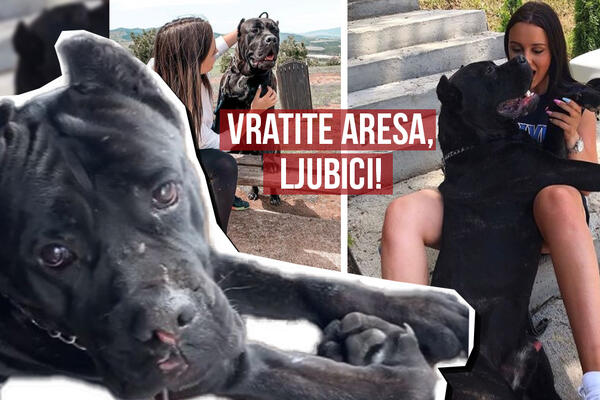 VRATITE ARESA LJUBICI! Pronalažaču sledi 1000 €, ukrali su ga iz dvorišta u BG-u, njena poruka je PRETUŽNA (FOTO)