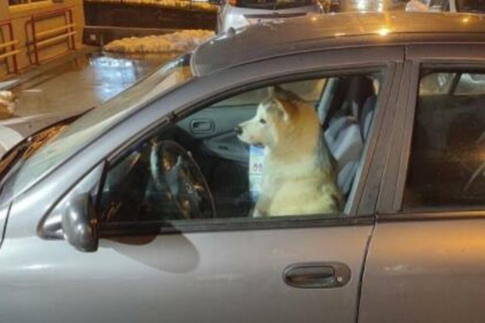 USRED BEOGRADA PAS ZA VOLANOM AUTOMOBILA: Pogledajte samo KAKVA JE TO NJUŠKICA! (FOTO)