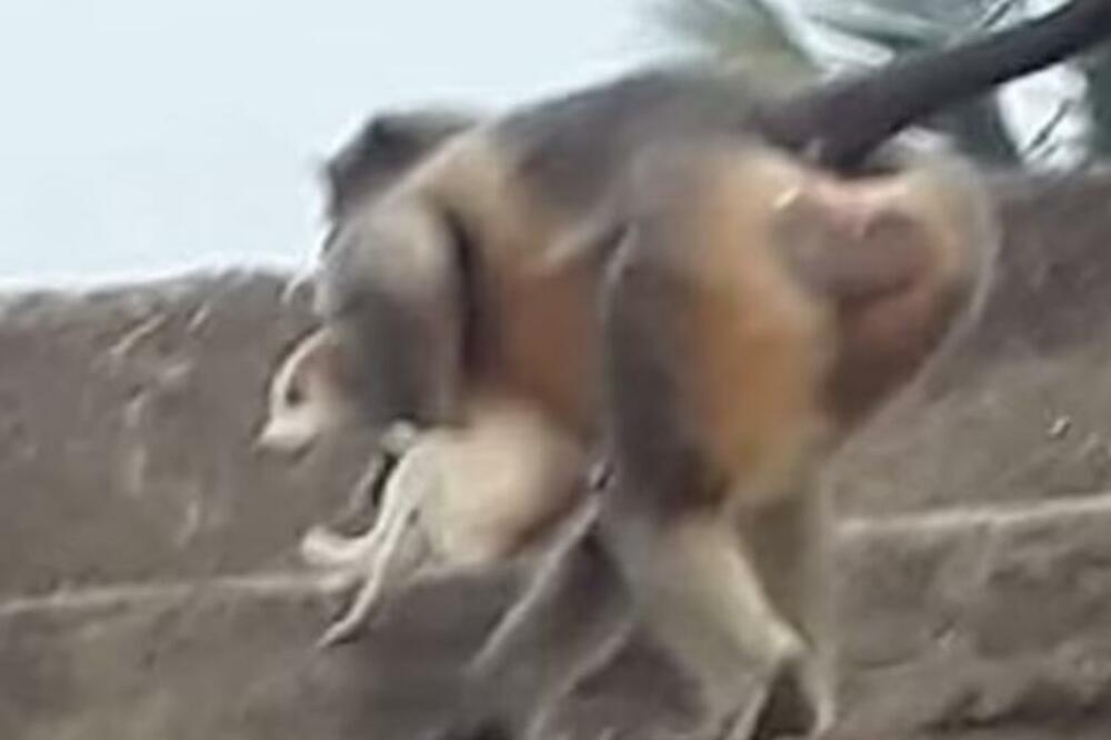 POKOLJ KAKAV SE NE PAMTI: Majmuni ubili 250 pasa na jeziv način, nije im bilo SPASA! (ŠOK VIDEO)