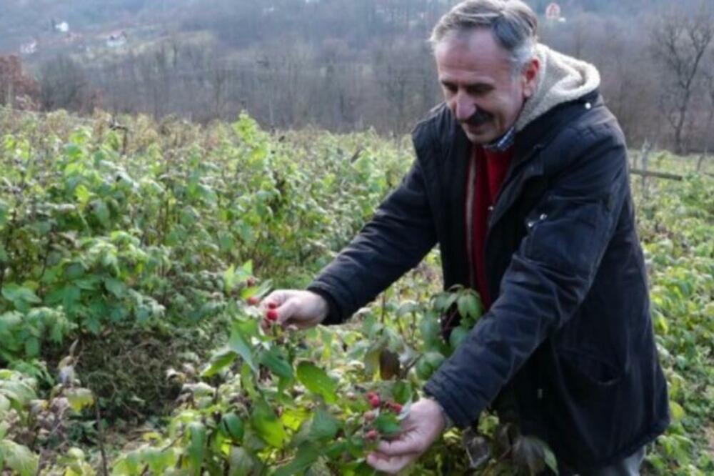 OVA VOĆKA PORODICI PRIJOVIĆ DONOSI ZARADU TOKOM CELE GODINE! Rađa i u decembru, jako je SKUPA (FOFO)