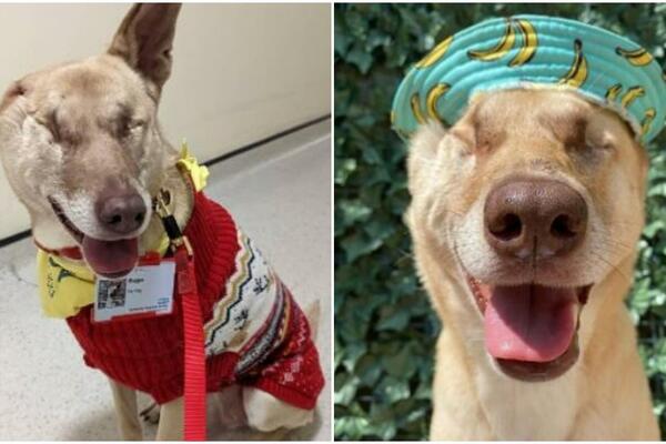 OSAKAĆENOG PETOGODIŠNJEG PSA OSTAVILI DA MUČKI UMRE: Onda ga je pronašla ONA, znala je šta treba da RADI (FOTO)