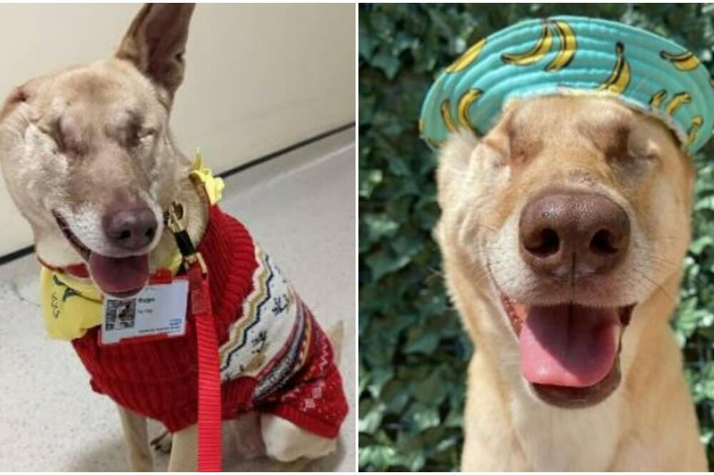 OSAKAĆENOG PETOGODIŠNJEG PSA OSTAVILI DA MUČKI UMRE: Onda ga je pronašla ONA, znala je šta treba da RADI (FOTO)