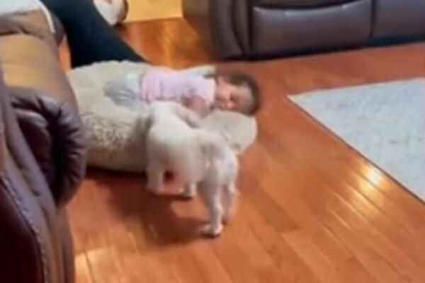 DEVOJČICA SELA NA MESTO OVE KUCE KOJA JE OSTALA U ŠOKU! Kukala je ko SINJA KUKAVICA, evo ko je POBEDIO (FOTO)