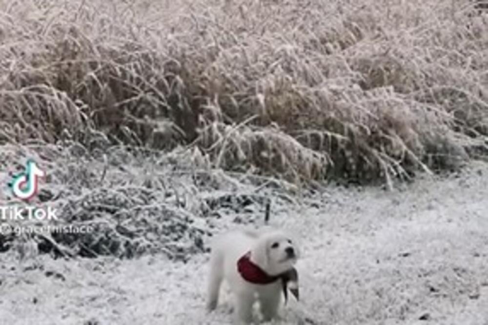 MALENO ŠTENE IZAŠLO NA SNEG PRVI PUT I NAPRAVILO NAJSLAĐI ŠOU PROGRAM: Gledajte samo šta radi sa PAHULJAMA! (VIDEO)